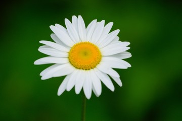 Daisy Close-up in Field