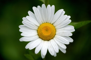 Daisy Close-up
