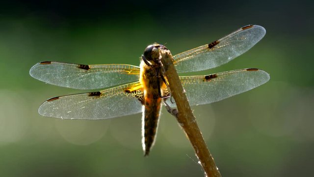 Four-spotted chaser (Libellula quadrimaculata)