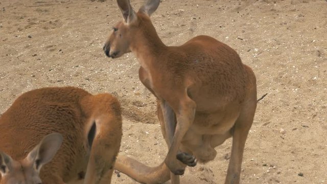 Close-up of adult red kangaroo scratching himself, 4K