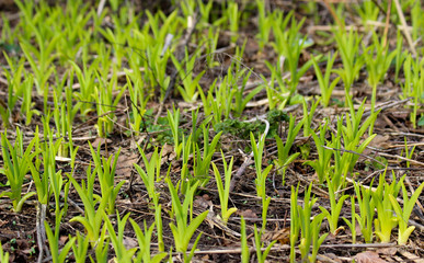Sprouts of newly planted flowers. Picture with selective focus