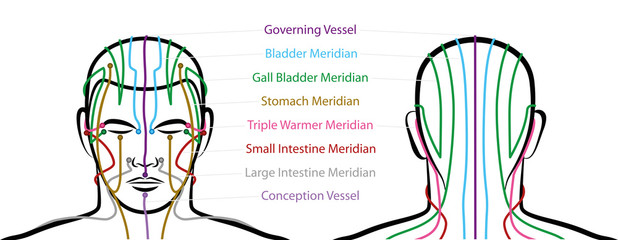 Meridians of the head with acupuncture points - anterior and posterior view. Traditional Chinese Medicine. Isolated vector illustration on white background.