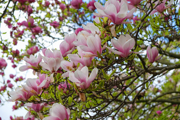 Magnolia blossom © Naya