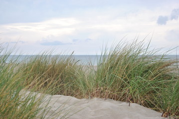 Fototapeta na wymiar Green grass on the beach