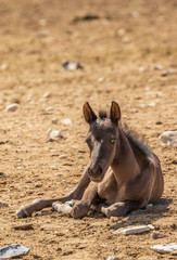 Fototapeta premium Cute Wild Horse Foal in Utah in Summer