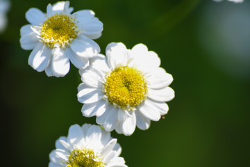 Obraz premium Macro Flower Chamomile