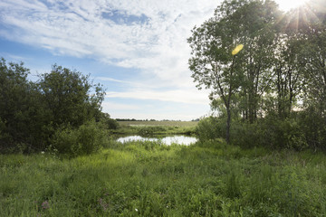 Obraz premium A picturesque pond with overgrown green banks and clouds in the blue sky. Sunny summer morning.