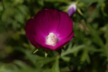 Naklejka premium Purple poppy-mallow (Callirhoe involucrata)