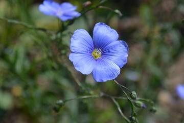 Blue flax flower