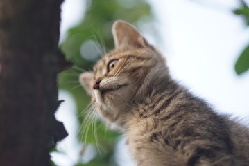 small cat on the tree