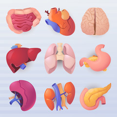 A set of realistic icons on the theme of biology. Icons of internal human organs.