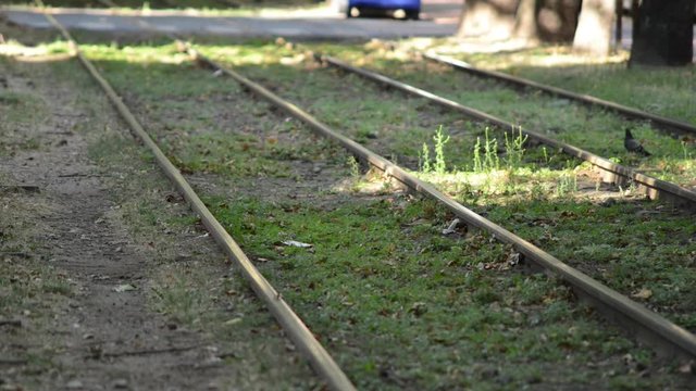 un piccione sulle rotaie del tram vola via al passaggio del mezzo pubblico