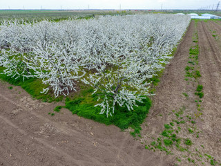 Prunus avium Flowering cherry. Cherry flowers on a tree branch.