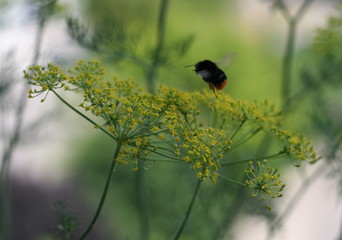 Obraz premium Bumblebee at Dill, Anethum graveolens, Apiaceae