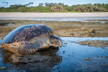 Female Green sea turtle on the beach.