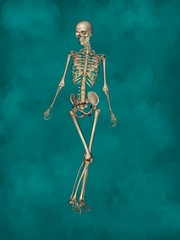 Female Skeleton, 3D Human Model