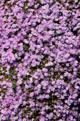 Fototapeta premium purple flower field