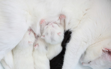 white cat with newborn kittens
