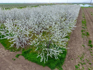 Prunus avium Flowering cherry. Cherry flowers on a tree branch.