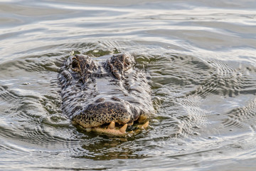 Rough alligator face after fights at Circle B Bar Reserve, Lakeland, Fla.