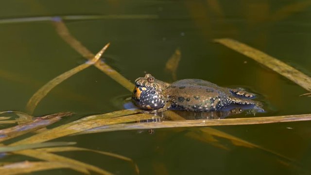 European fire-bellied toad (Bombina bombina)