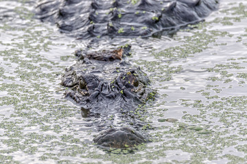 Naklejka premium Alligator swims at Circle B Bar Reserve, Lakeland, Fla.
