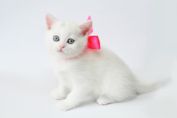 white kitten Scottish straight on white background
