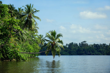 Palma, bent over the river Bentota, Sri Lanka