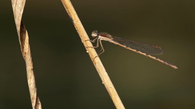Common winter damselfly 