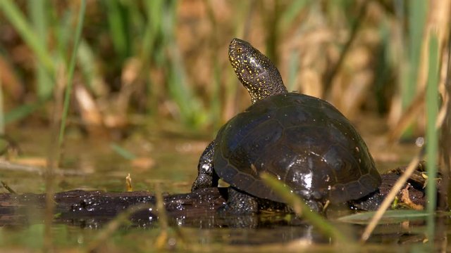 European pond turtle sunbathing