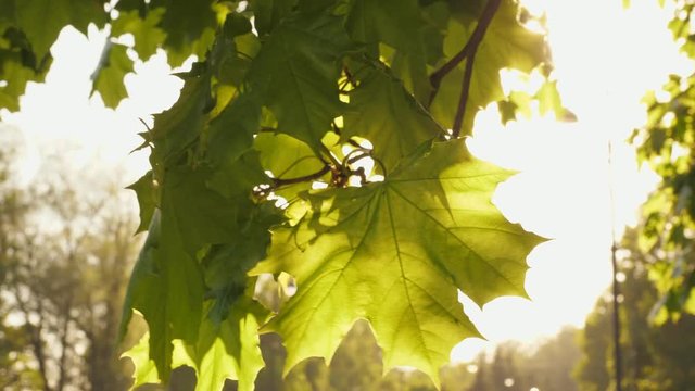 Mable tree leaf with sunlight