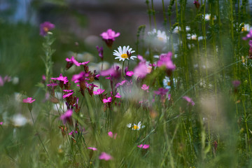 Wildblumen
