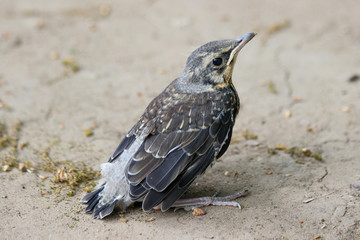 A pullus of the fieldfare (Turdus pilaris) sitting on the ground