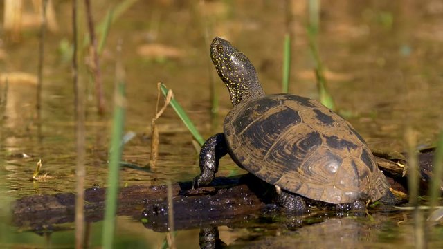 European pond turtle escapes into water