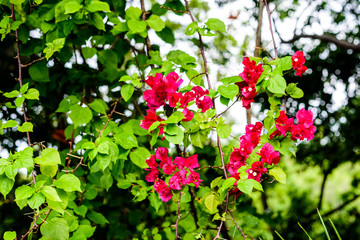 Fototapeta premium FLOWER