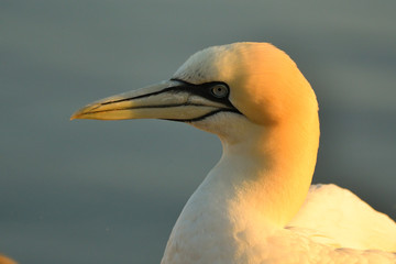 Basstölpel Portrait 