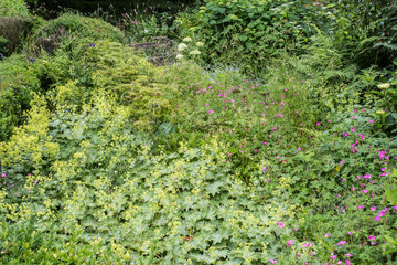 different green bushes and herbs background