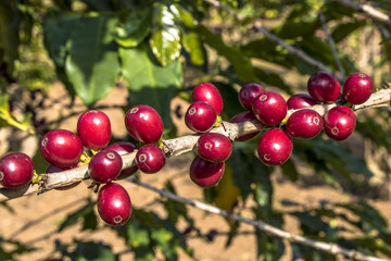 Coffee field in São Paulo State, Brazil