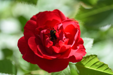 Macro Flowers Rose Bumblebee