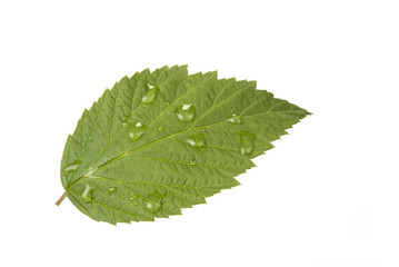 Single green leaf on the white. Life concept