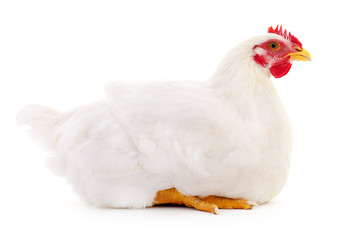 White hen isolated.
