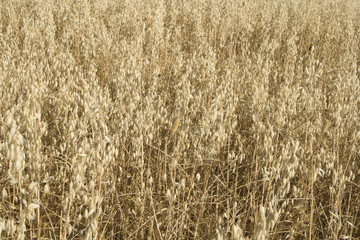 cereal field
