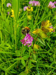 Hummel auf bunter Blumenwiese