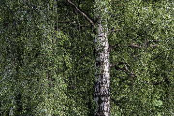 A crown of a birch tree with rich foliage and black and white trunk in a summer forest, can be used as a background. 