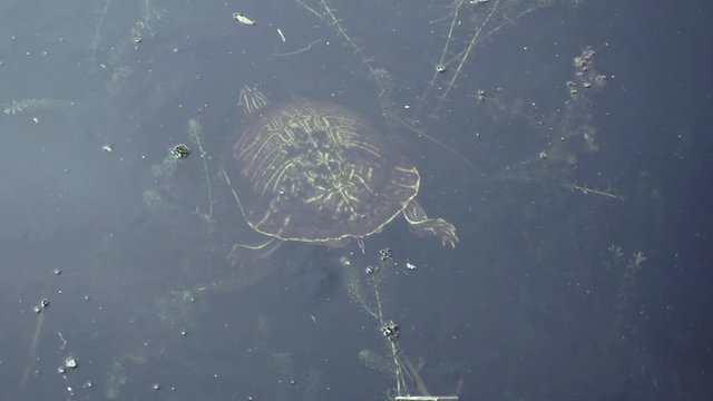 A Yellow Cooter Turtle swims in the creek in a Florida park.