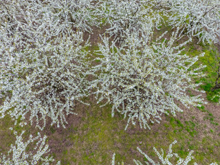 Prunus avium Flowering cherry. Cherry flowers on a tree branch.