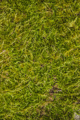 moss texture
