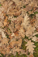 texture leaves of tree
