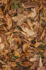 texture leaves of tree