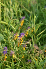 summer landscape, yellow-purple medicinal plant sage in high green meadow grass close-up
